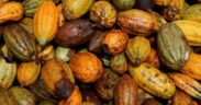 Cocoa Prices Expected to Increase Amid Supply Challenges