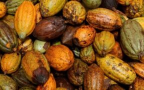 Cocoa Prices Expected to Increase Amid Supply Challenges