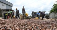 https___africana.news_ivory-coast-cocoa-farmers-thrive-with-record-prices-amid-global-shortages_