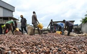 https___africana.news_ivory-coast-cocoa-farmers-thrive-with-record-prices-amid-global-shortages_