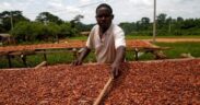 https___africana.news_ivory-coast-cocoa-exports-reach-new-heights-amid-global-supply-challenges_