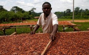 https___africana.news_ivory-coast-cocoa-exports-reach-new-heights-amid-global-supply-challenges_