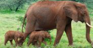 https___africana.news_kenya-celebrates-the-remarkable-birth-of-twin-elephants_