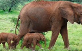 https___africana.news_kenya-celebrates-the-remarkable-birth-of-twin-elephants_