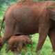 https___africana.news_kenya-celebrates-the-remarkable-birth-of-twin-elephants_