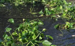 South African Scientists Deploy Weevils to Combat Invasive Water Ferns
