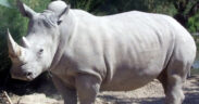 Rwanda Set to Welcome 70 Southern White Rhinos from South Africa in Groundbreaking Conservation Initiative
