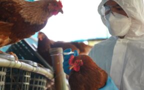 H5N1 Bird Flu Resurfaces in South Africa