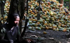 West Africa – Cocoa Supply Crunch Threatens Global Market