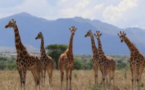 Groundbreaking Discovery_ Giraffes Are Four Distinct Species