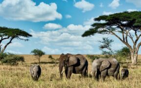 Nigeria Takes Bold Steps to Strengthen Laws Against Wildlife Trafficking